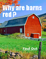 The history of the red barn can be traced back to Colonial times. In the early settlement days, farmers had limited options when it came to preserving and protecting their wooden barn structures. Many early farmers would seal their barn wood with linseed oilan orange-colored oil derived from flax seeds. This proved to be a durable and effective sealant and the idea naturally spread.